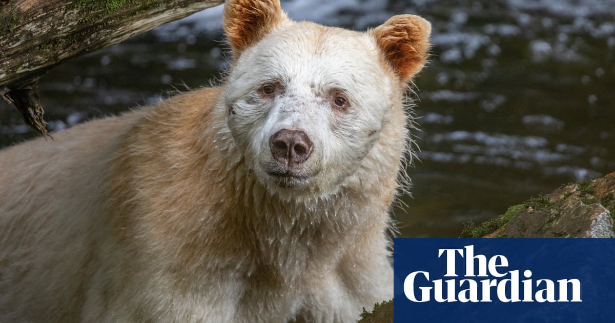 Long kept secret, Canada's ghostly spirit bears are even rarer than thought