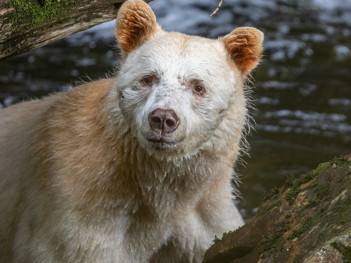 Long kept secret, Canada's ghostly spirit bears are even rarer than thought | Environment | The Guardian
