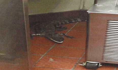Florida wildlife officials say that a 3.5-foot alligator was thrown through a Wendy’s drive-thru window. Joshua James has been charged with assault with a deadly weapon. 