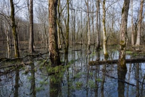 Trees stand in water, with tufts of grass poking through