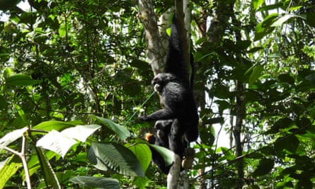 A gibbon sits on a branch surrounded by leaves.
