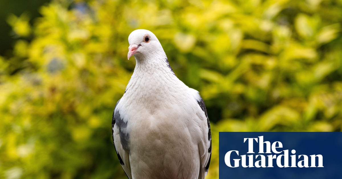 Country diary: It doesn’t pay to be a brightly coloured pigeon
