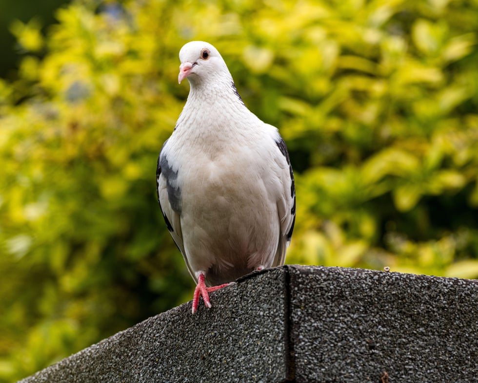 Country diary: It doesn’t pay to be a brightly coloured pigeon Country diary: It doesn’t pay to be a brightly coloured pigeon