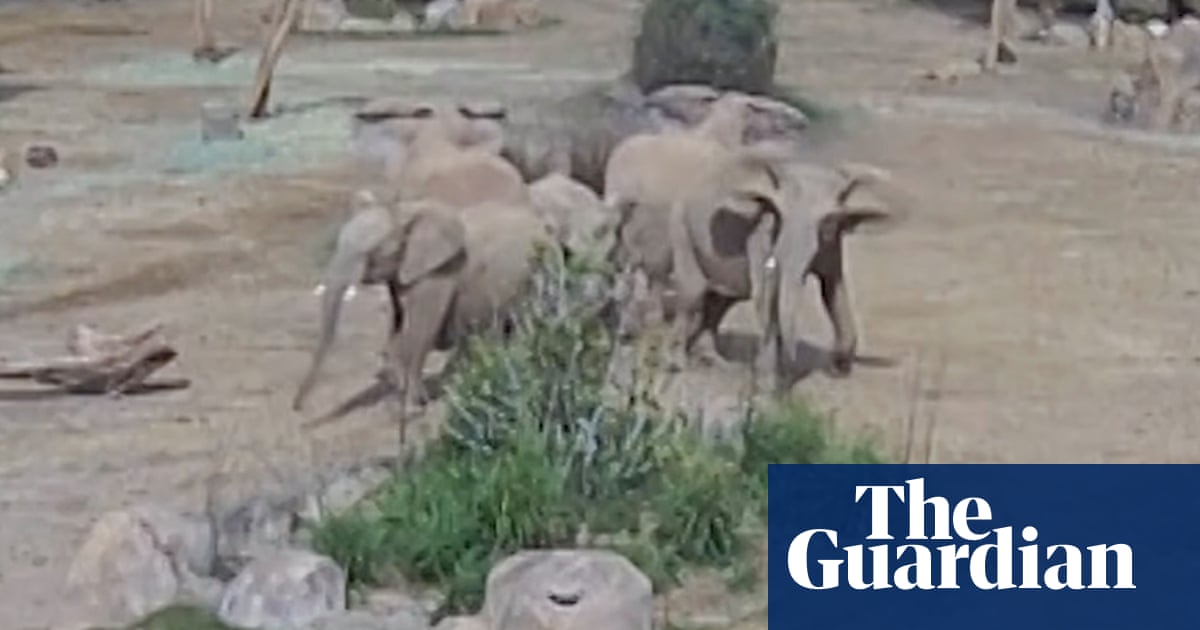 Elephants at San Diego zoo form alert circle' to protect young during quake