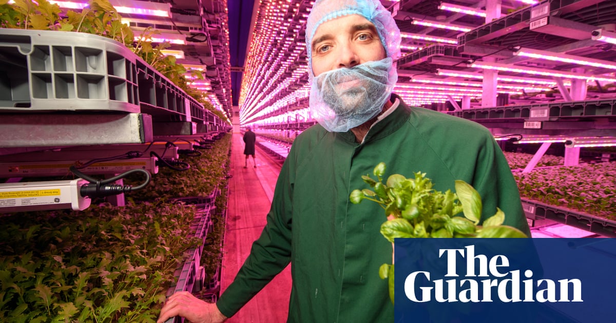 Shallow roots: can UK vertical farms keep growing as foreign rivals shrivel? | Food & drink industry | The GuardianBack to homepage