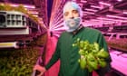 Shallow roots: can UK vertical farms keep growing as foreign rivals shrivel?