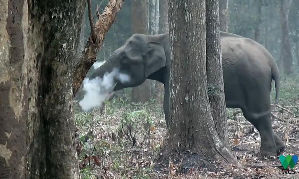 Elephant seen 'smoking' in southern India