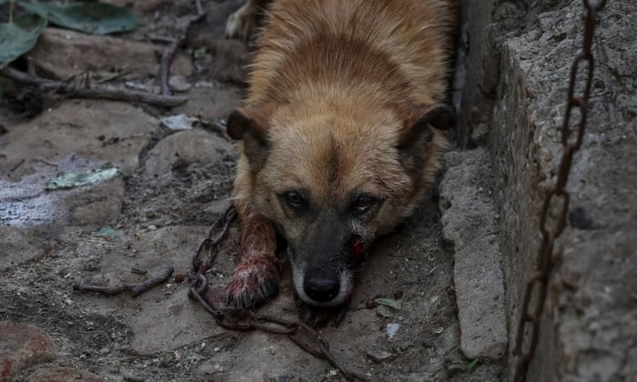 A wounded dog lies in a yard in Kostiantynivka following a Russian airstrike that killed its owner, Alla Sochenko, 75.