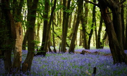 Bluebells flower in Heartwood Forest near St Albans, where 600,000 trees were all planted by volunteers.