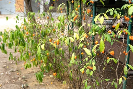 A fruit-bearing plant
