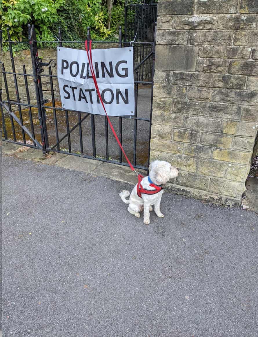 A dog at a polling station