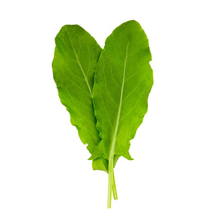 Sorrel (Rumex acetosa).