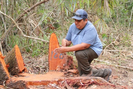 A man in a blue T-shirt examines the stump of a newly felled tree.