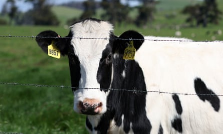 A dairy cow: bird flu is now ‘fairly widespread’ in US cattle, probably as a result of contact with wild birds.