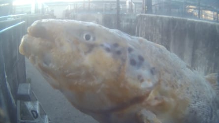A fish with fungal infection.