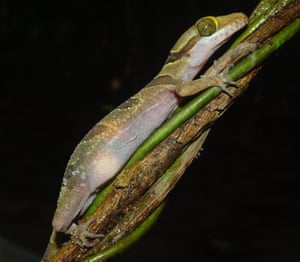 Cyrtodactylus kulenensis. The Phnom Kulen bent-toed gecko has been found only on sandstone outcroppings in Phnom Kulen national park