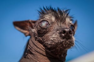 World S Ugliest Dog Competition 2016 In Pictures Life And