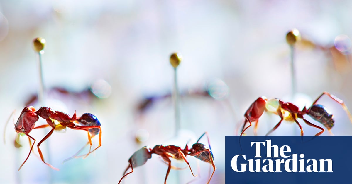 Fiji ant study provides new evidence of insects’ decline on remote islands