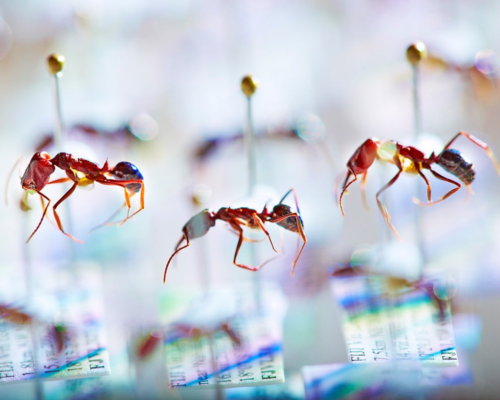 Fiji ant study provides new evidence of insects’ decline on remote islands Fiji ant study provides new evidence of insects’ decline on remote islands