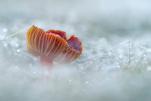Um gorro de cera escarlate, rosa-alaranjado, seus babados emergindo de uma teia branca e orvalhada