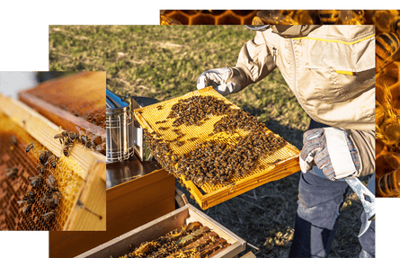 Donagh Bees في مقاطعة دونيجال