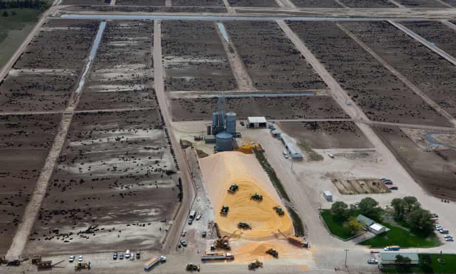 A cattle feedlot in Nebraska.