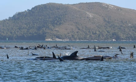 Hundreds of whales in a harbour in Tasmania