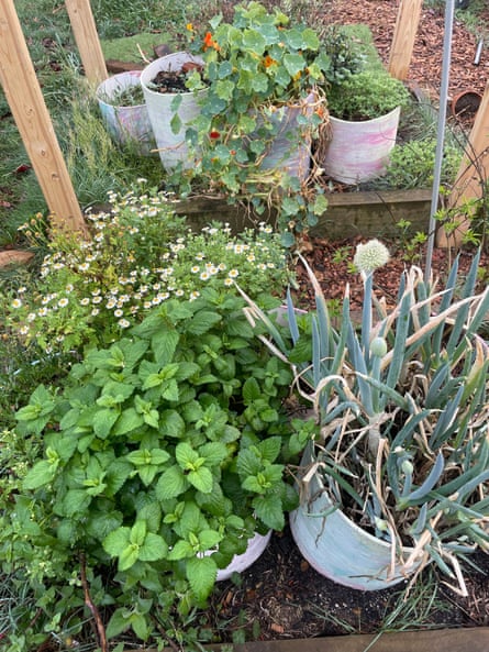 Herbs are a bargain, carrots a rort: which grow-your-own vegetables are worth it for Australians? Herbs are a bargain, carrots a rort: which grow-your-own vegetables are worth it for Australians?