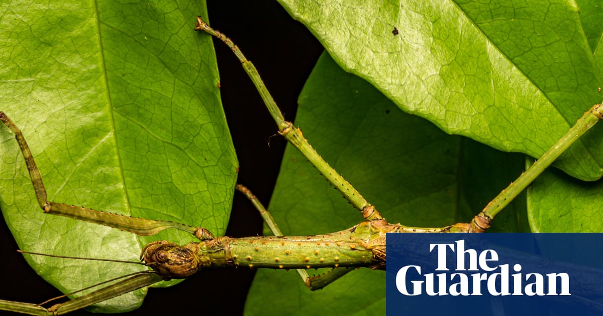 Discovery of new Australian stick insect species reveals case of mistaken identity