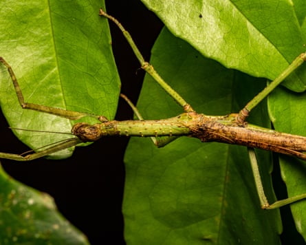 A female Anchiale mabiensis stick insect