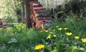 Stacked alder logs