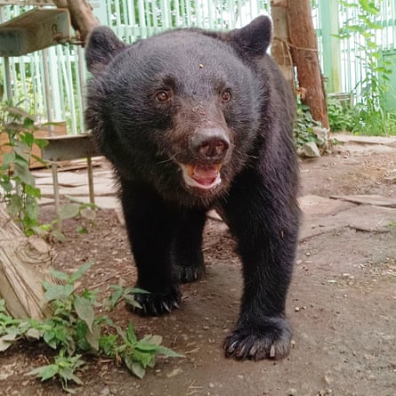 A black bear