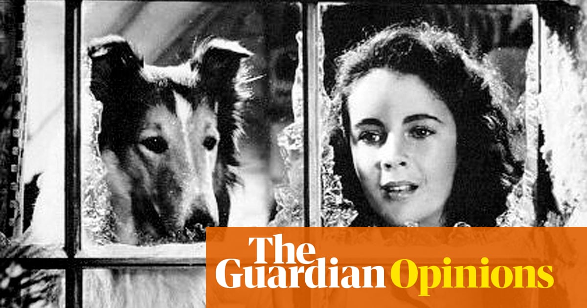 The Lassie complex: why are we so obsessed with dogs saving human lives?