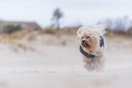 A havanese enjoys a beach in Heringsdorf.