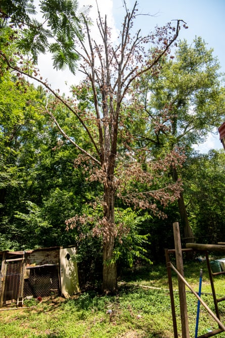 a dead tree sitting in the path of sewage