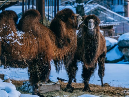 The Bactrian camels at Kyiv zoo.