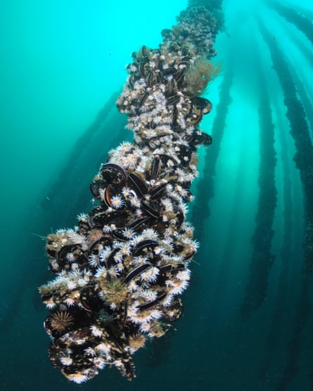 An underwater photograph of mussels attached to a rope