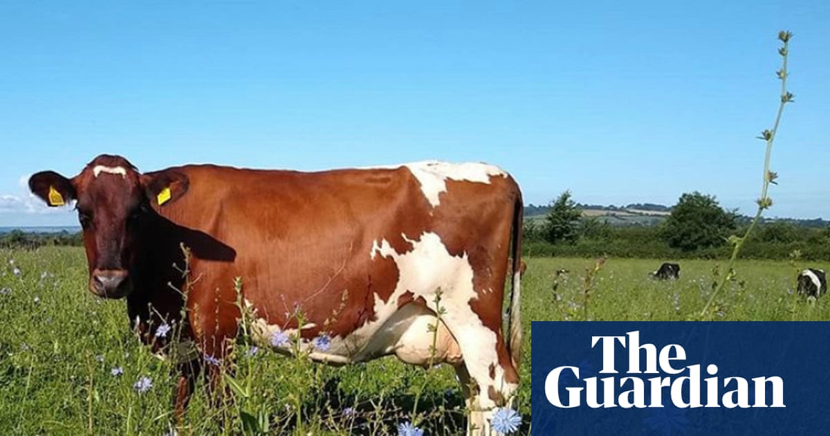 «Μπορείς να δοκιμάσεις τη γη»: ο αγρότης του Σόμερσετ φέρνει αγριολούλουδα πίσω στο τσένταρ