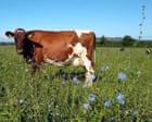 ‘You can taste the land’: the Somerset farmer bringing wildflowers back to cheddar