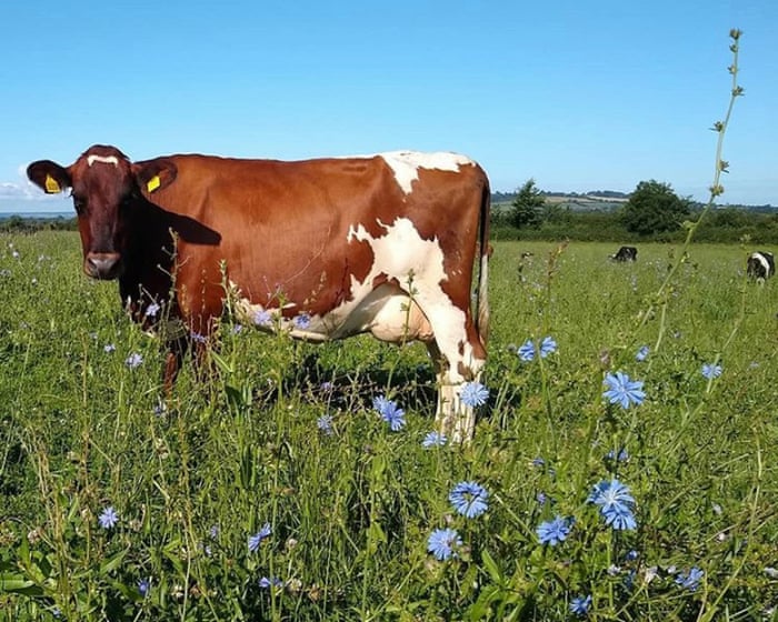 ‘You can taste the land’: the Somerset farmer bringing wildflowers back to cheddar