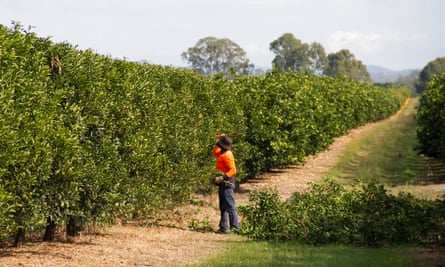 A seasonal worker prunes citrus trees on a farm in Queensland.