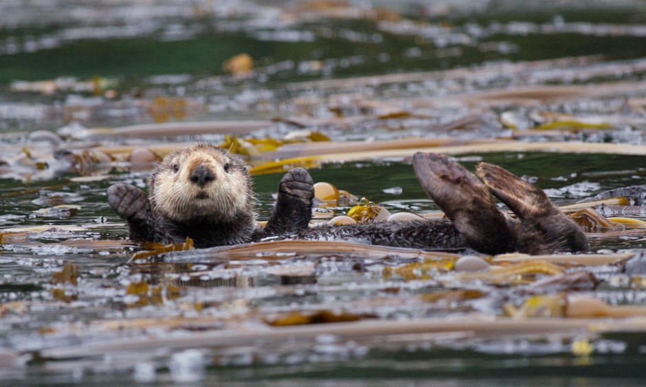 A northern sea otter floating in a kelp bed in the Inian Islands, Tongass national forest. Photograph: John Sullivan/Alamy Stock Photo