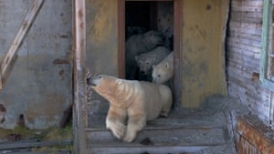 The bears have made the research station their home for a few years