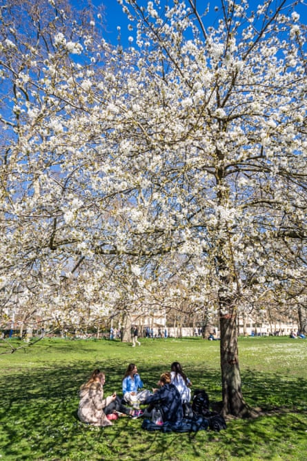 People relaxing under a cherry blossom tree in St James’s park, 4 Apr 2023.