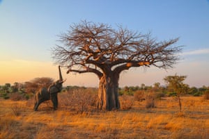An elephant reaches for high branches in Ruaha national park, Tanzania