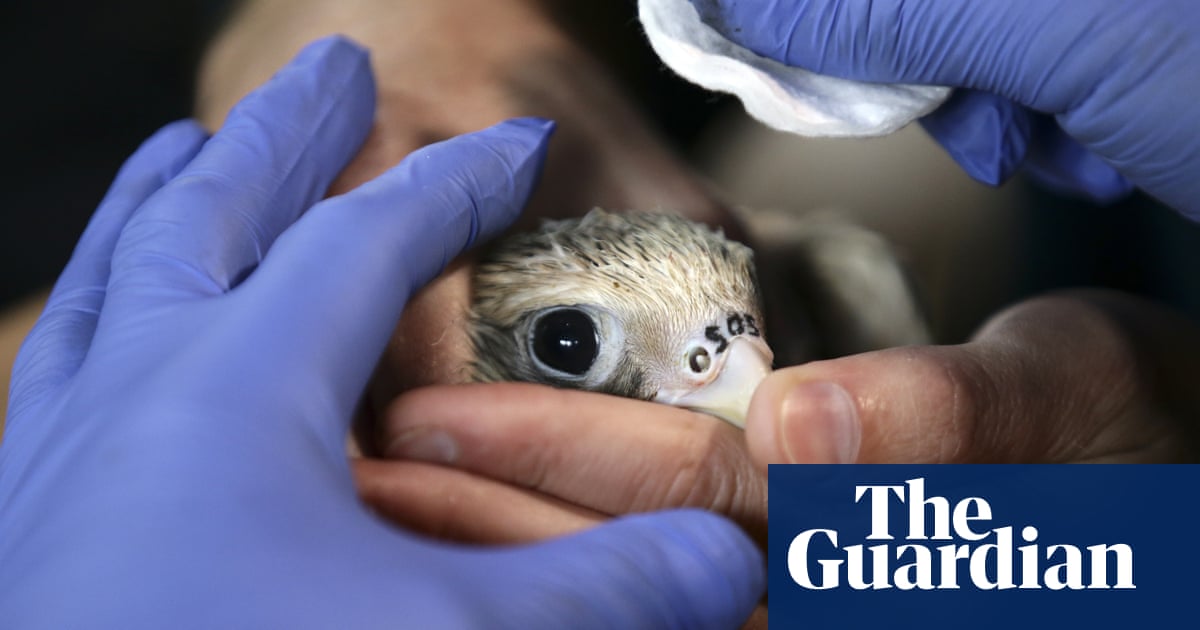 Breeding success: how tattoos and aviaries are helping save the saker falcon
