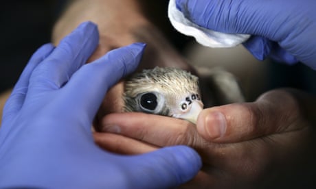 A baby saker falcon has tattoos with a message SOS done on its cere
