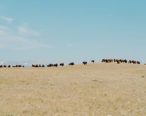 A wide shot of buffalo against a blue sky