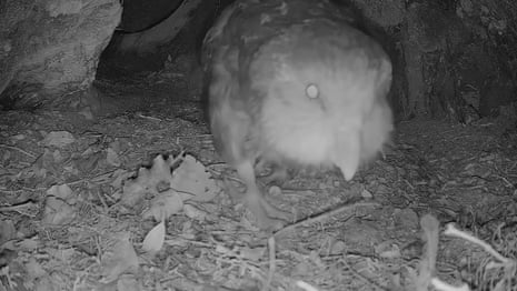 Kākāpō parrot with a chick in a nest