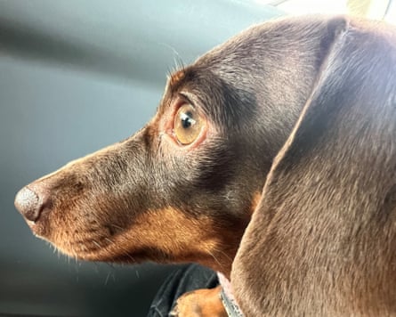 Willow, a miniature dachshund.